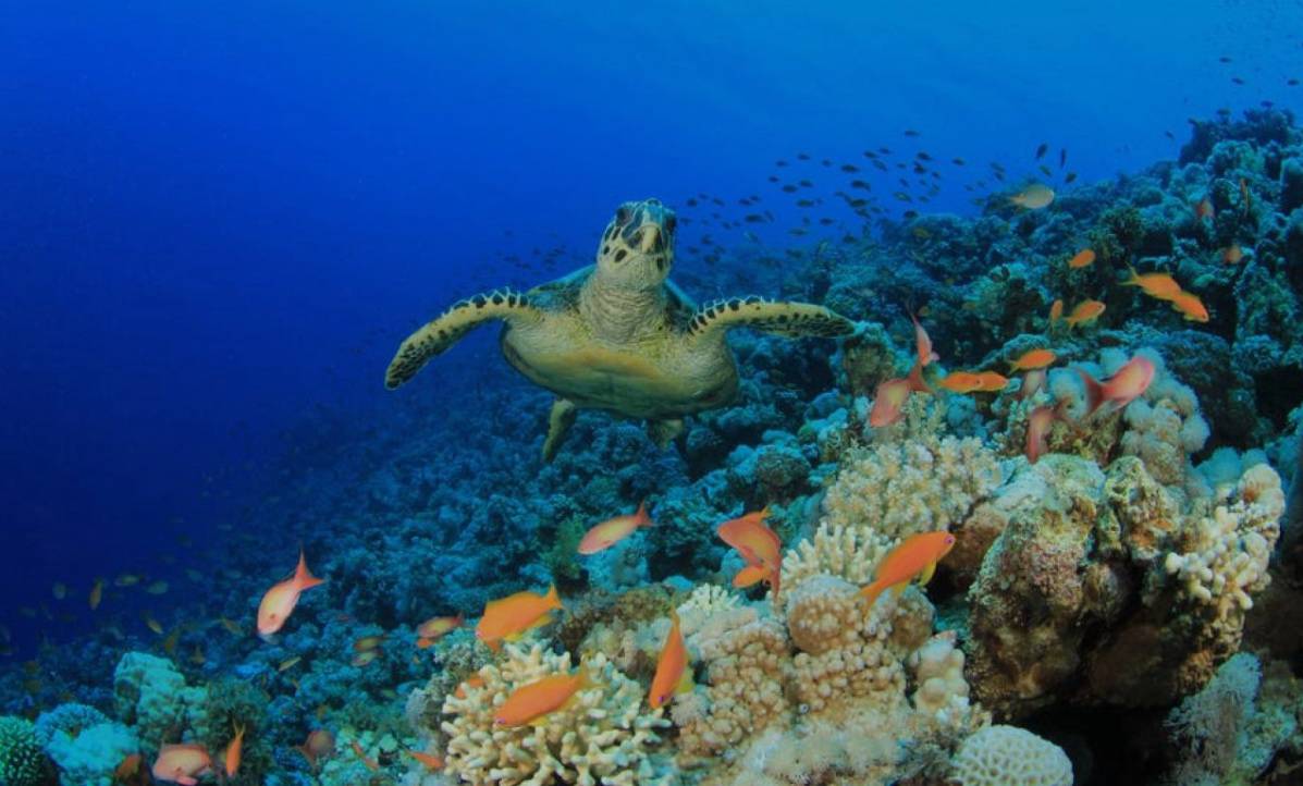 Main tour image for Snorkeling