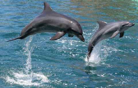 Main tour image for DOLPHIN WATCHING CRUISE