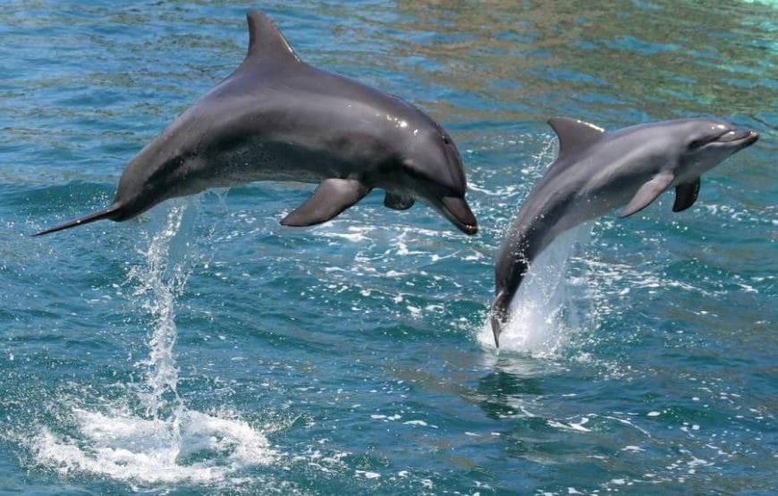 DOLPHIN WATCHING CRUISE