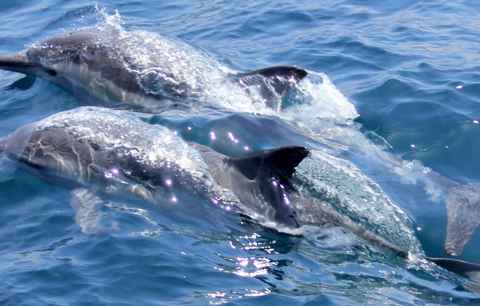 Main tour image for DOLPHIN WATCHING & SNORKELING
